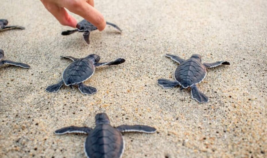 bali sea turtle release with kids 