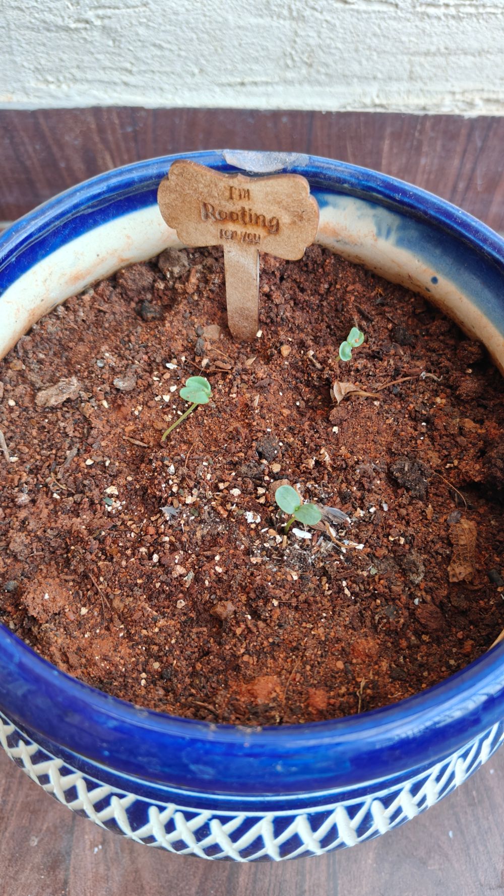 bombay greens seed germination review