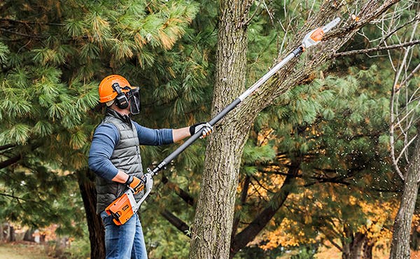Safe Tree Pruning from the Ground